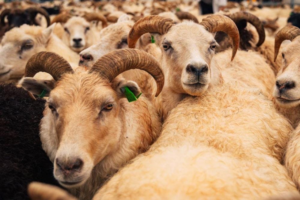 Isländisches Schaf
