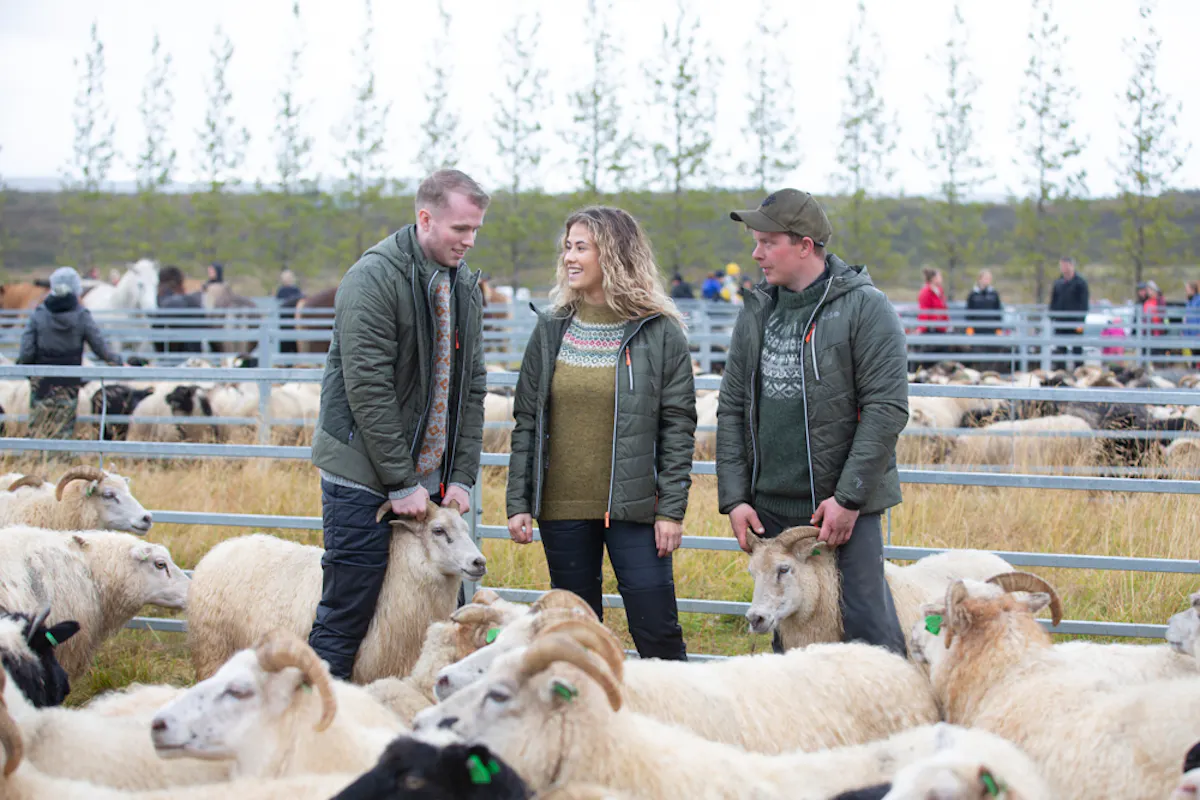 people in Réttir in Iceland