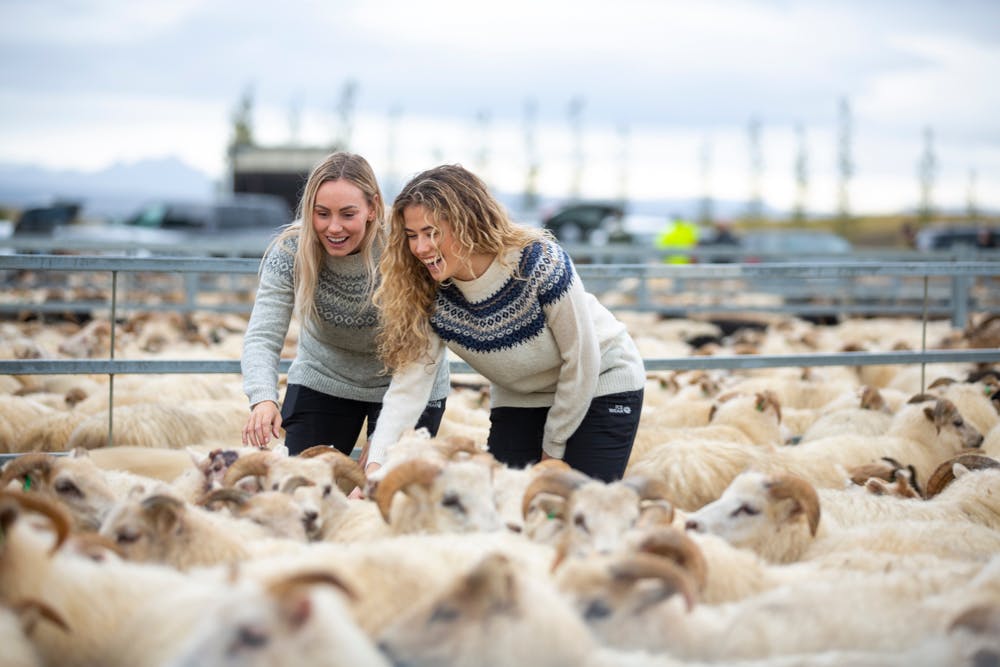 woman in réttir, lot of sheep's