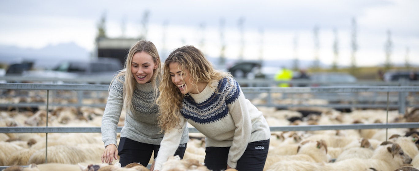 woman in réttir, lot of sheep's