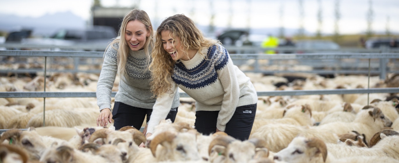 woman in réttir, lot of sheep's