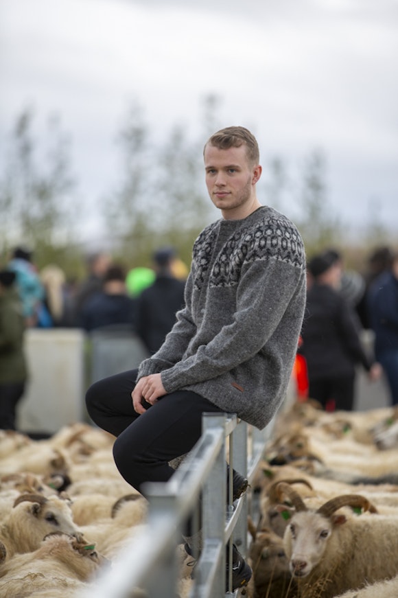 man sitting on fence surrounded by Icelandic sheep