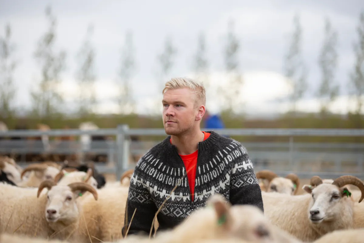 man in icelandic sweater with sheep