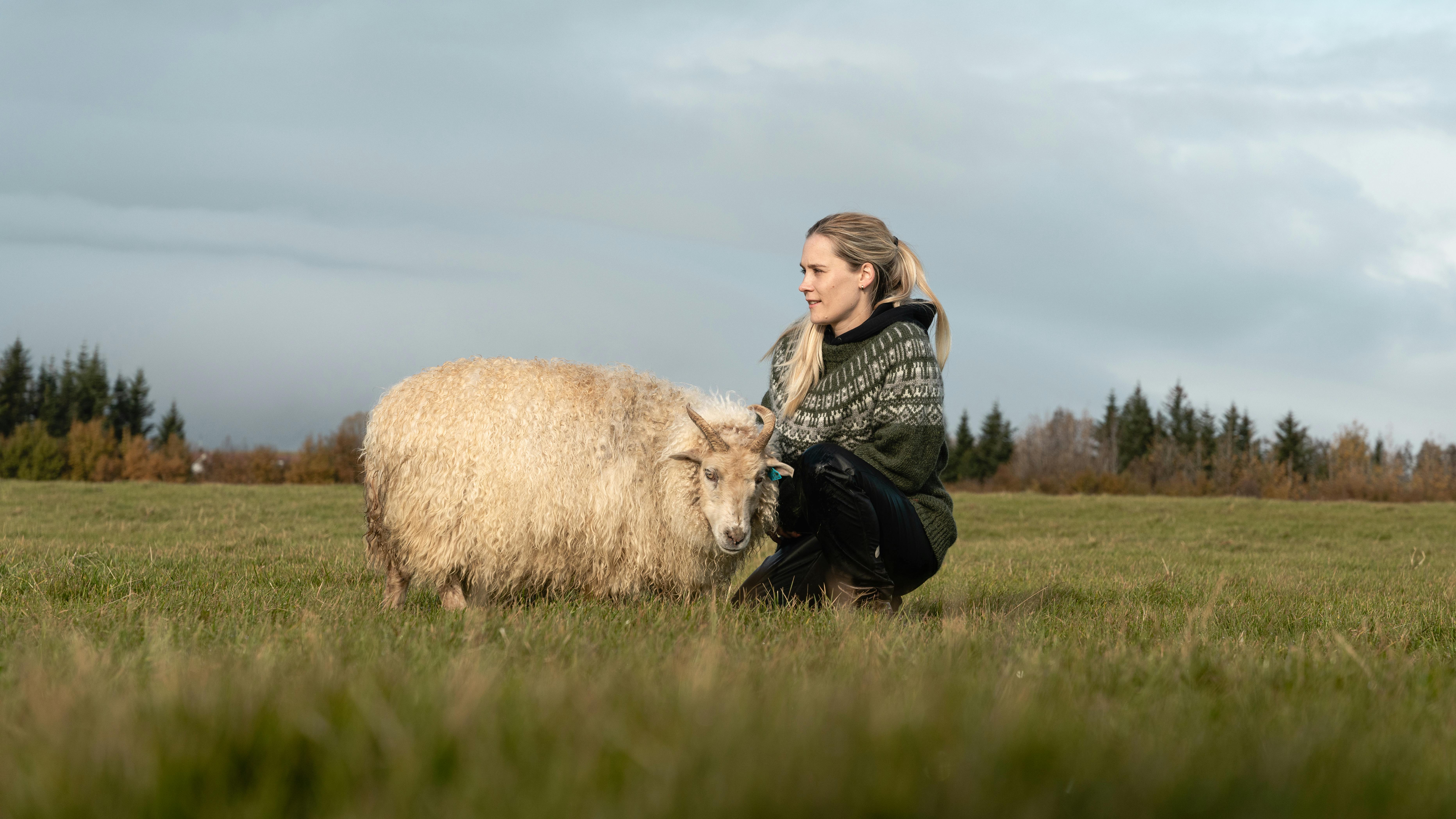 woman and sheep on field, little forest behind them