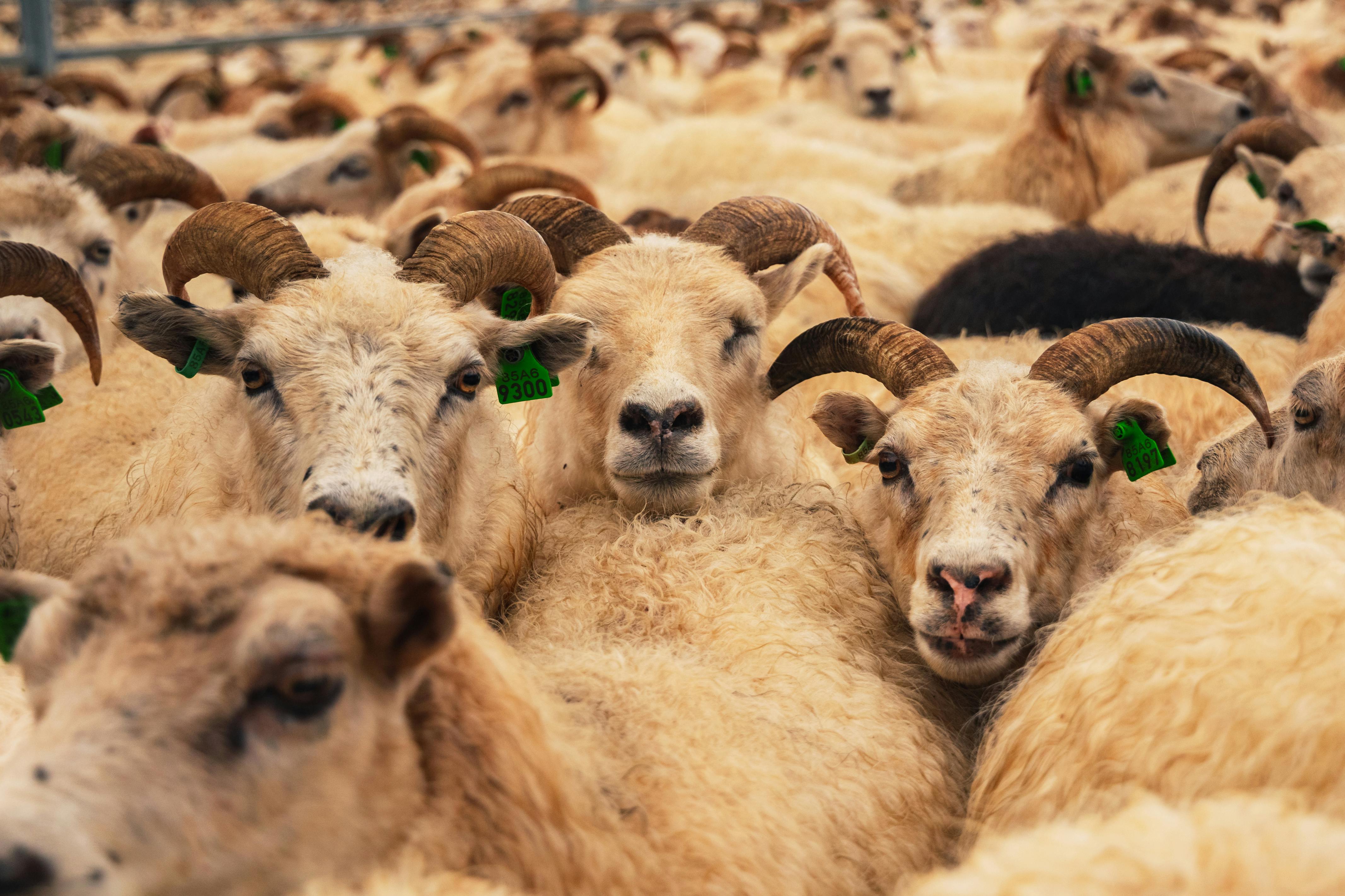 sheeps