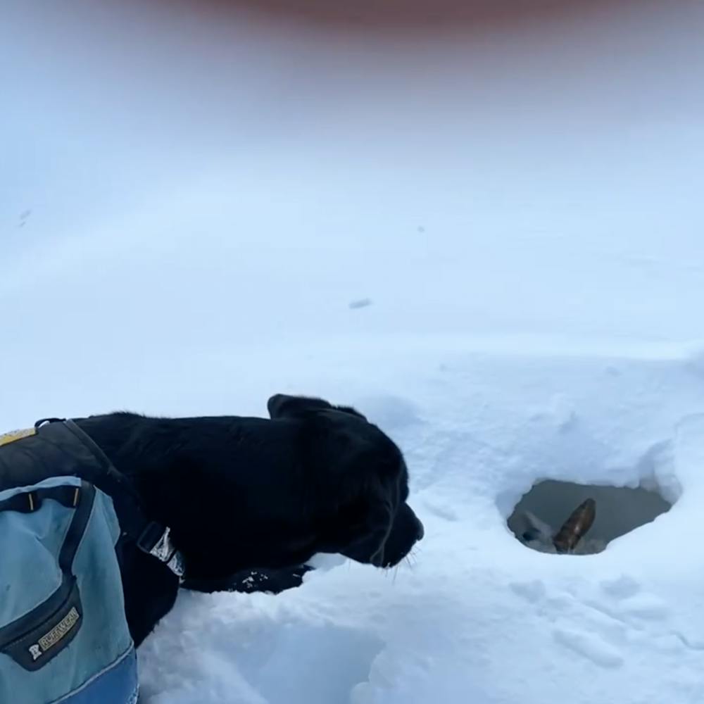 dog and the sheep in lot of snow