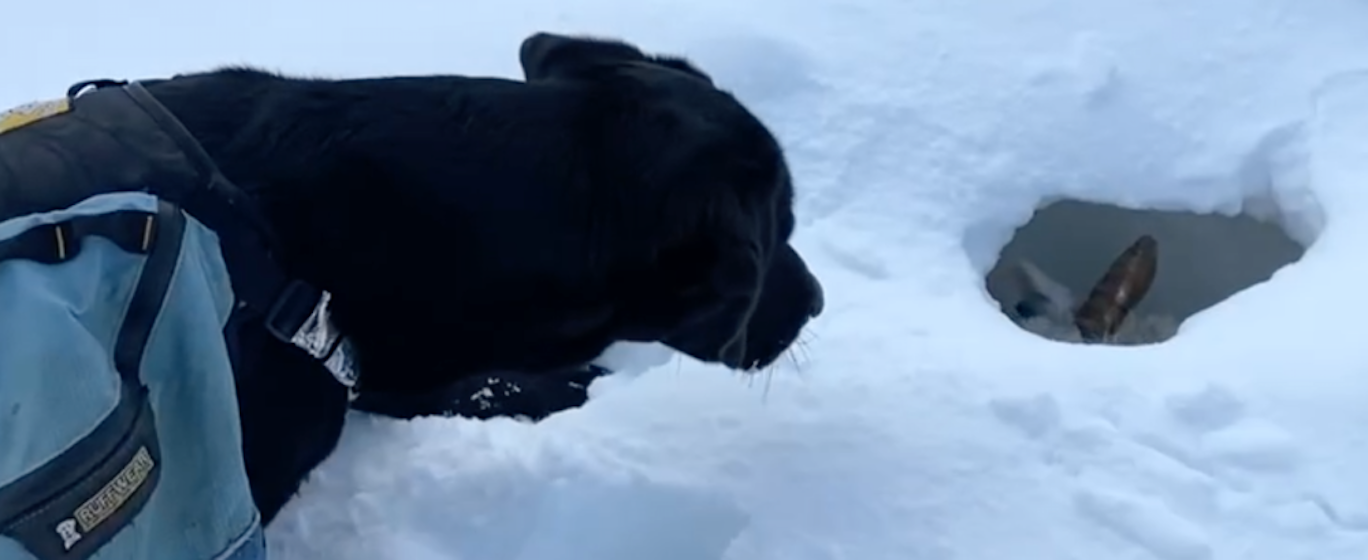 dog and the sheep in lot of snow
