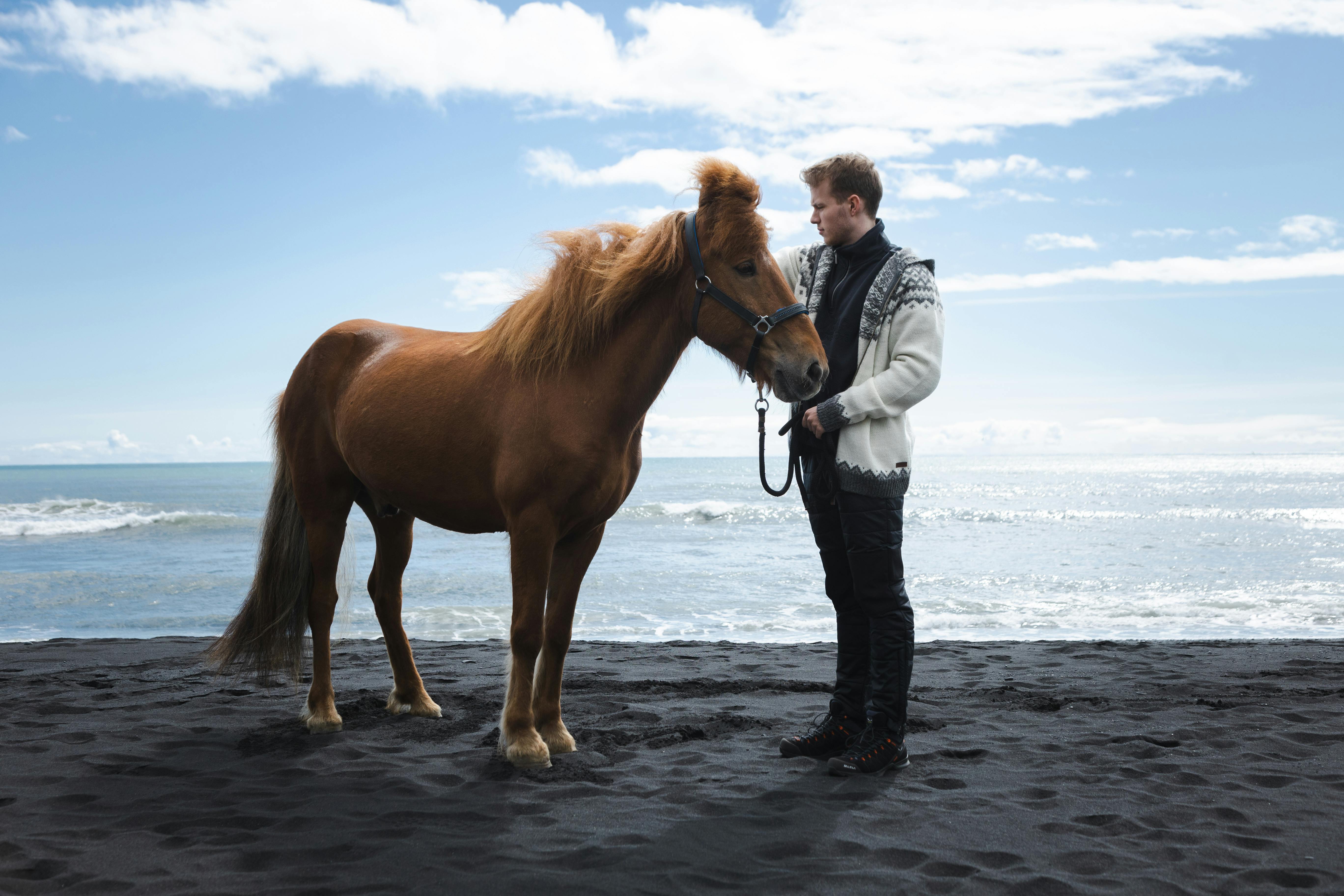 Man and Icelandic horse on black beach in south Iceland