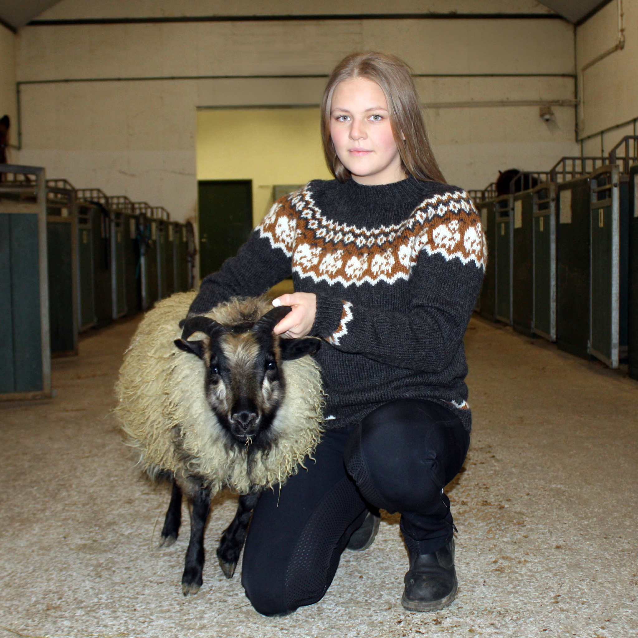 Blíða unisex sheep sweater knitting pattern